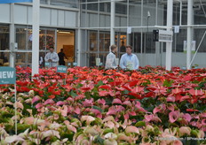 The anthuriums in the trial greenhouse of Anthura.